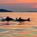 Sunrise Kayak Tour with Snorkeling and Coffee Experience - The Joy of Kayaking at Dawn in Sardinia