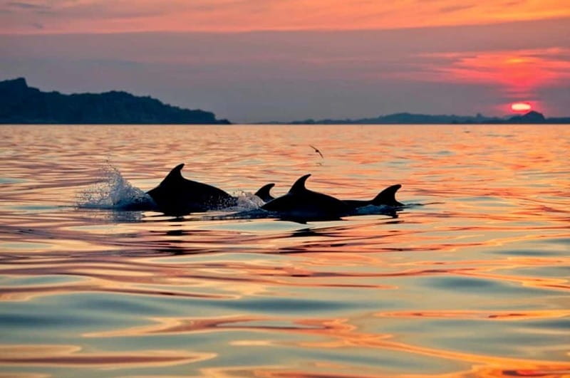 Sunrise Kayak Tour with Snorkeling and Coffee Experience - The Joy of Kayaking at Dawn in Sardinia