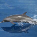 Sunset Dolphin Watching Boat Tour from Vrsar - Scenic Coastal Views from Vrsar and Rovinj