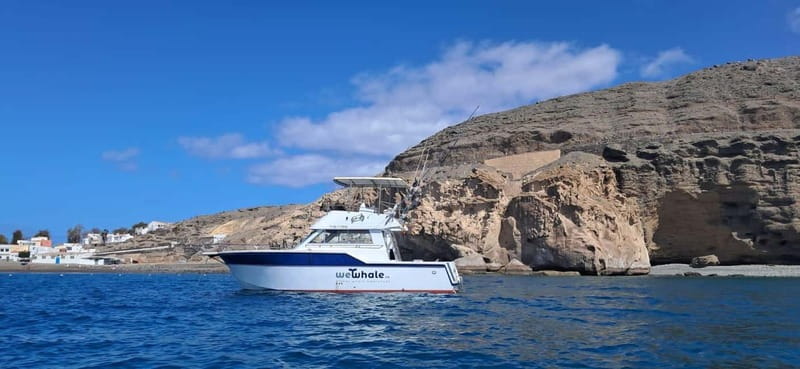 Sunset Dolphin Watching Tour on Hybrid Boat in Small Group - Embarkation at Pasito Blanco Harbour on a Hybrid Vessel