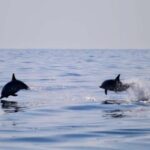 Sunset Tour and Searching Dolphins - Departing from La Sirena for a Scenic Marine Journey