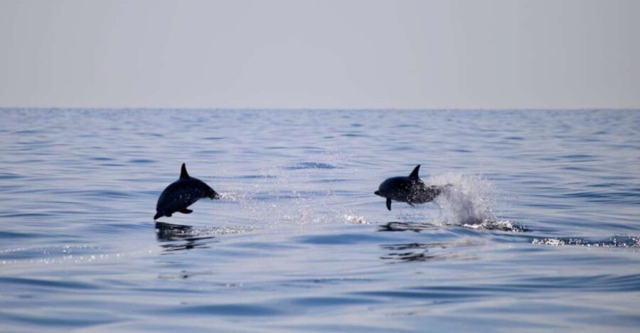 Sunset Tour and Searching Dolphins - Departing from La Sirena for a Scenic Marine Journey