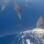 Sunset tour in search of dolphins with aperitif - Exploring the Coastal Route from Giardini Naxos and Taormina