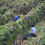 Sunset Tour with visit and guided tasting of 5 wines and local products - Meeting Point and Practical Details