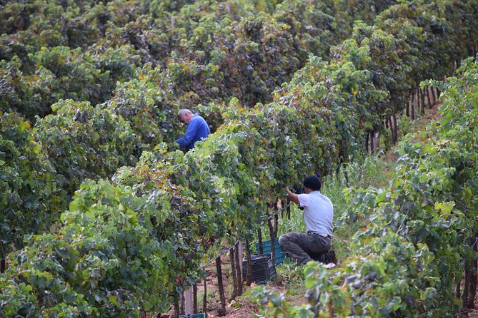 Sunset Tour with visit and guided tasting of 5 wines and local products - Meeting Point and Practical Details