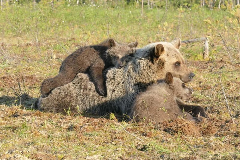 Suomussalmi, Finland: Bear Watching and photography night - Starting the Evening at Martinselkonen Wilds Centre