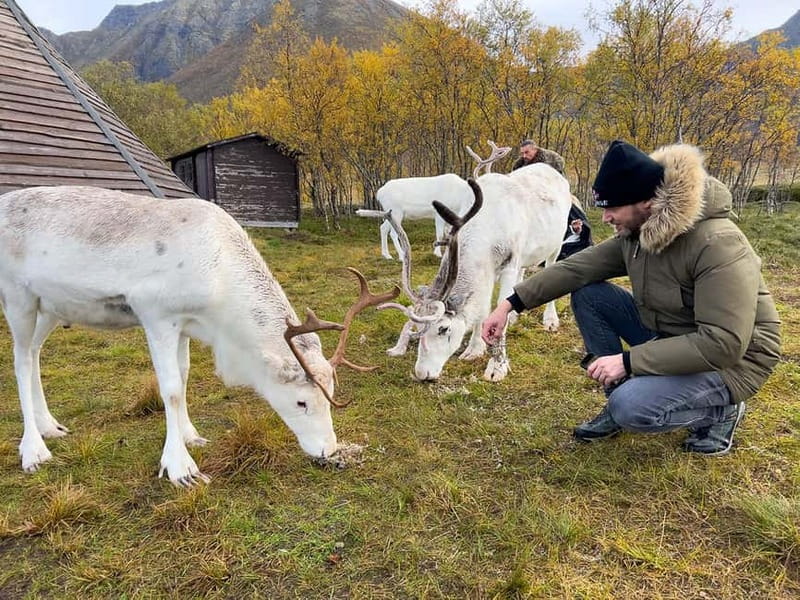 Svolvær: Sami Culture and Reindeer Experience - Scenic Drive from Svinøya to the Reindeer Camp