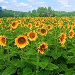 "Sweet Hills of Chianti & San Gimignano" with Lunch & 2 Tastings - Visiting the Podere La Marronaia Biodynamic Winery & Farm