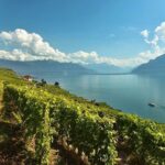 Swiss Wine Tasting at Lavaux Vineyards: Private Trip from Geneva - Visiting Wineries on Lake Geneva and Learning About Their Heritage