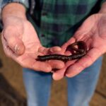 Sylt: Guided Mudflat Hike on the Island - Sylt’s Wadden Sea National Park and Its UNESCO Status