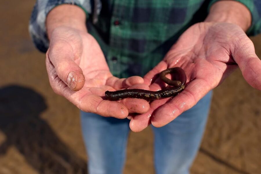 Sylt: Guided Mudflat Hike on the Island - Sylt’s Wadden Sea National Park and Its UNESCO Status