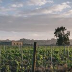 Syracuse: Exclusive Sicilian Wine Tasting Experience - Tasting Four Wines: Nero DAvola, Cabernet, and More