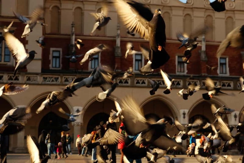 Tales and Legends of Krakow  A Family Guided Tour - Starting Point: In Front of St. Mary’s Church