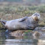 Tallinn: Malusi Islands Seal Watching Boat Tour - How Classical Music Helps in Seal Watching
