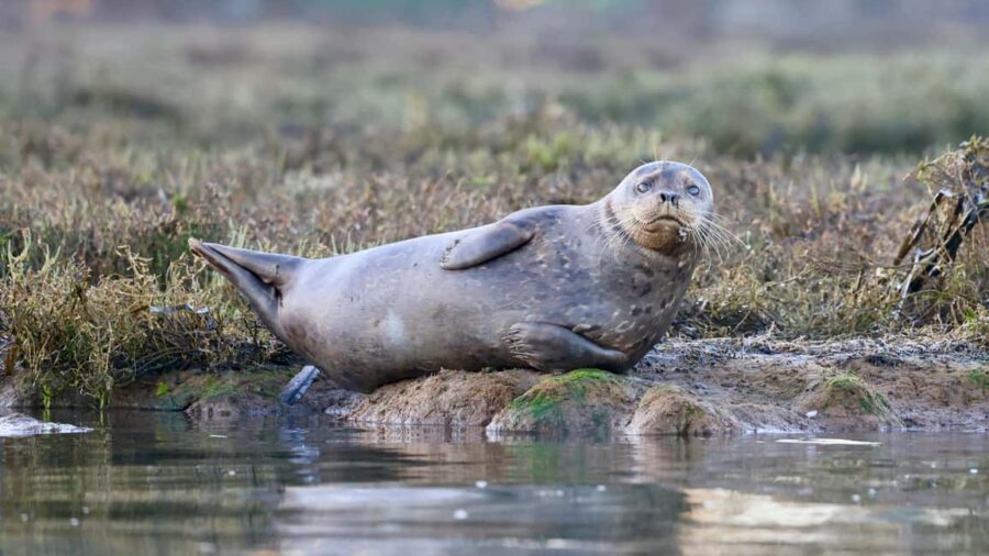 Tallinn: Malusi Islands Seal Watching Boat Tour - How Classical Music Helps in Seal Watching