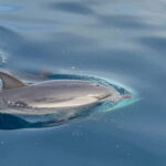 Taormina: Dolphin Tour and Sunset Aperitif Boat Tour - From the Port of Giardini Naxos to the Iconic Coastline