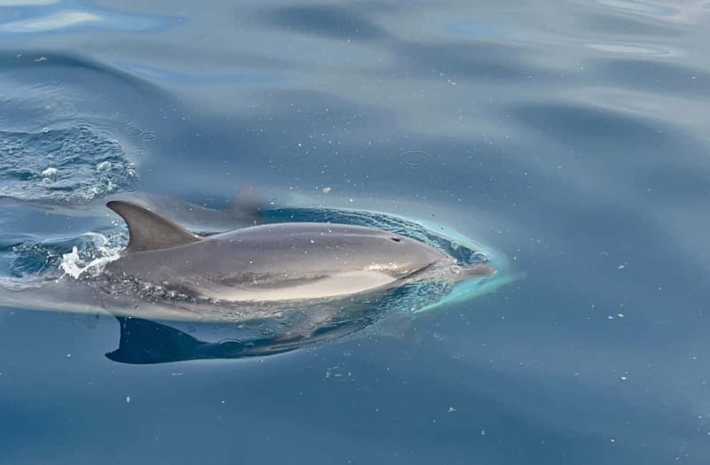 Taormina: Dolphin Tour and Sunset Aperitif Boat Tour - From the Port of Giardini Naxos to the Iconic Coastline