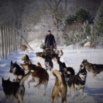 TARTU COUNTRY: SLED DOG TOUR AND KENNEL VISIT - Visiting Wiira Talu in Tartu County