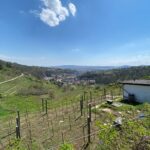 Taste and Tour Small Organic Wineries with a Winemaker - The Starting Point in Krems and The Tour Duration