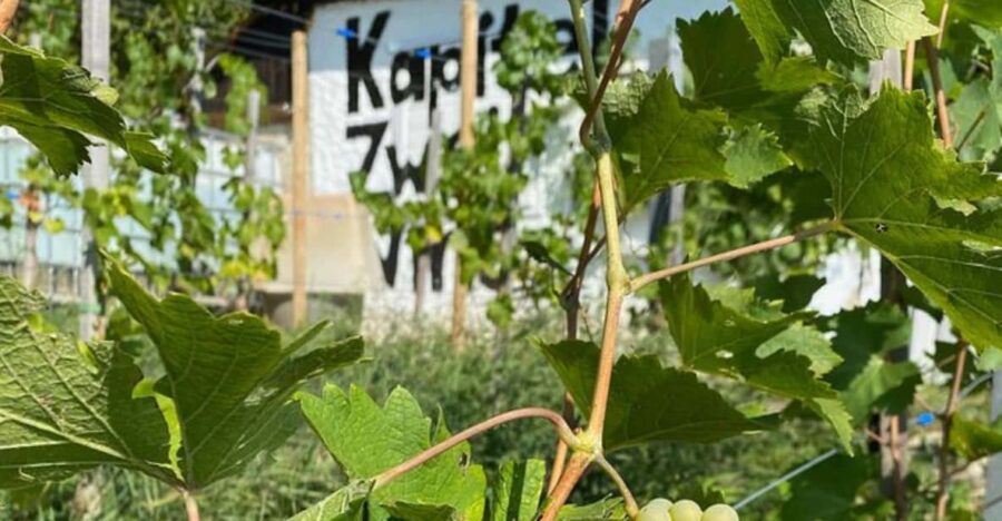 Taste and Tour Small Organic Wineries with a Winemaker - From the Train Station to the Vineyard Stops