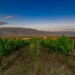 TASTING Selection of 3 wines in Montefalco - What to Expect During the Wine Tasting