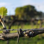 Tasting Selection of 4 wines in Montefalco - Bocale Vini: A Family-Run Winery Committed to Organic Practices