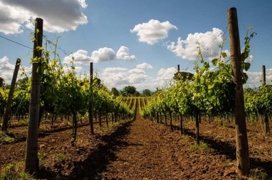 Taurasi Wine Journey: Taste DOCG Wines & Local Delights - Visiting Taurasi: Center of DOCG Wines