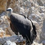 Taxi boat Kormat - Meeting Point and Logistics at Punat Port
