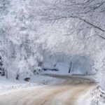 Tbilisi: Sabaduri Forest & Chronicles Tour With Wildlife - Exploring Sabaduri Forest: Easy Walks and Scenic Photos