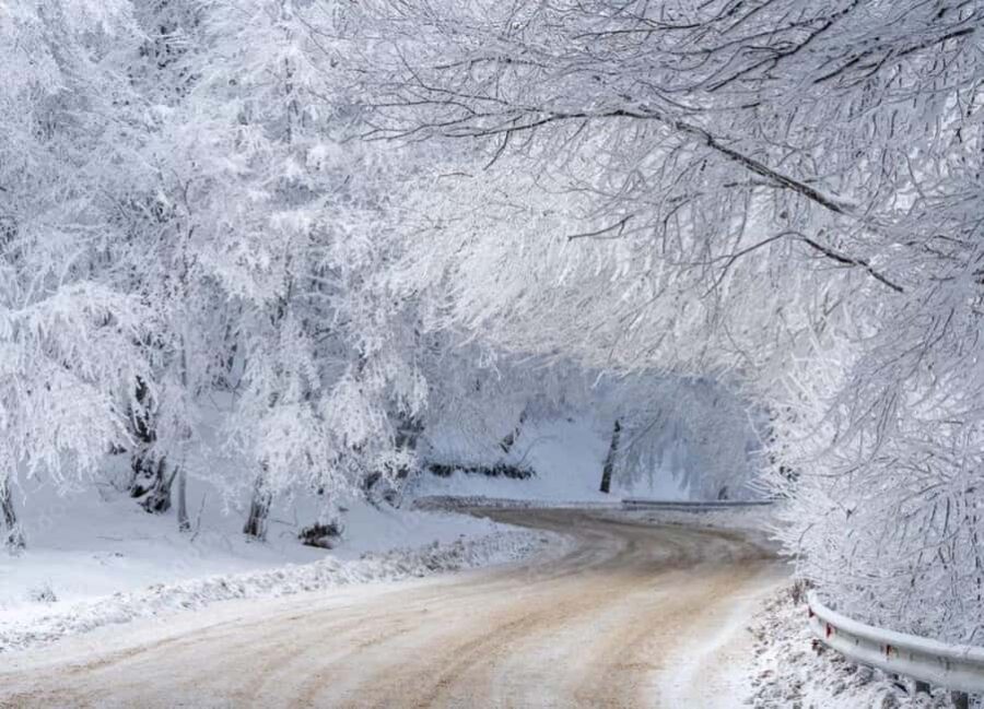 Tbilisi: Sabaduri Forest & Chronicles Tour With Wildlife - Exploring Sabaduri Forest: Easy Walks and Scenic Photos