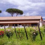 Teano: Biodynamic Wine Tasting with Tapas - Exploring the Volcanic Landscape of Roccamonfina