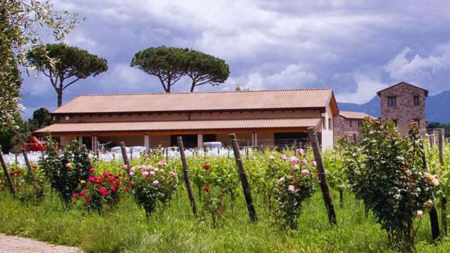 Teano: Biodynamic Wine Tasting with Tapas - Exploring the Volcanic Landscape of Roccamonfina