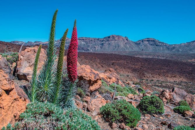 Teide National Park Half Day Tour with Hotel Pick up - The Magnificent Pico Viejo and Its Crater