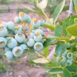 Tempio Pausania: Visit a Distillates Workshop with Tasting - Starting Point and Transportation Logistics in Tempio Pausania