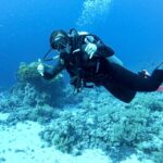 Tenerife - 2 Guided Dives for Certified Divers - Half Day - Starting Point at DiveBase Tenerife in Alcalà