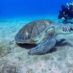 Tenerife: Abades Beach Beginner Diving Experience - The Itinerary: From Pickup to Underwater Exploration