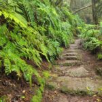 Tenerife Anaga Mountains: Circular hike in the laurel forest  small group max. 10 - Navigating the Easy to Moderate Circular Route