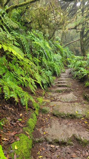 Tenerife Anaga Mountains: Circular hike in the laurel forest  small group max. 10 - Navigating the Easy to Moderate Circular Route