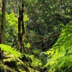Tenerife Anaga Mountains: Circular hike through the Taganana Valley - small group max. 10 - The Unique Volcanic Origins of the Anaga Mountains