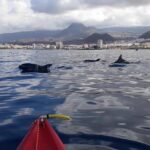 Tenerife by Kayak Adventure in small group - Kayaking Along Tenerife’s Coastal Cliffs and Marine Habitats