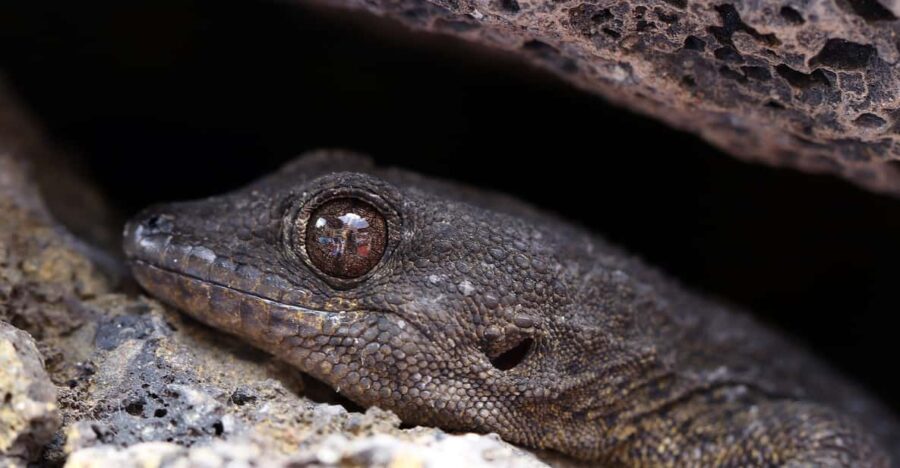 Tenerife : Camino Real hike - The Itinerary: From Pickup to Scenic Trekking
