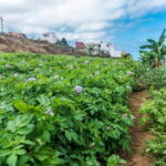 Tenerife: Canary History and Color Potatoes - Discover the Historic Camino Real in Icod el Alto