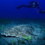 Tenerife: Diving w/ Underwater Scooter (DPV) - Experience with the Diver Propulsion Vehicle (DPV)