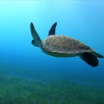 Tenerife, El Médano: Diving baptism - Key Points