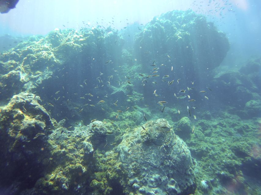 Tenerife Exclusive Snorkeling Trip with Marine Biologist - Meet at the GooDiving Dive Center in Golf del Sur