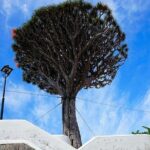 Tenerife Full Island Tour - Visiting the Parque del Drago in Icod de los Vinos