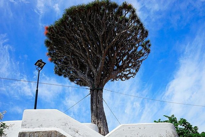 Tenerife Full Island Tour - Visiting the Parque del Drago in Icod de los Vinos