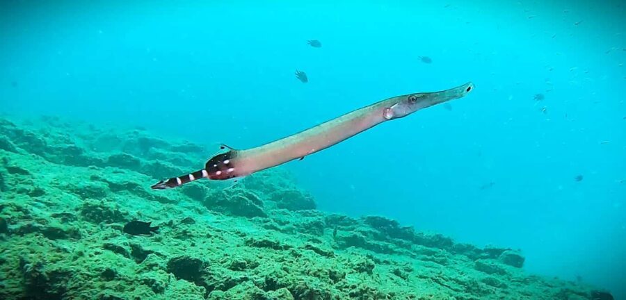 Tenerife: Guided snorkeling with equipment included in the clear waters - Accessibility and Safety Considerations