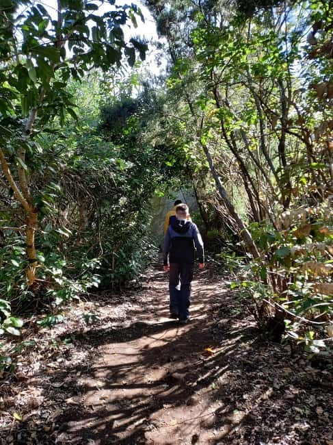 Tenerife: Guided tour guide in the Anaga Rural Park - Exploring the Laural Forest of Anaga