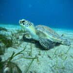 Tenerife: Half-Day Snorkeling Tour - Starting from Multiple Pickup Points in Tenerife